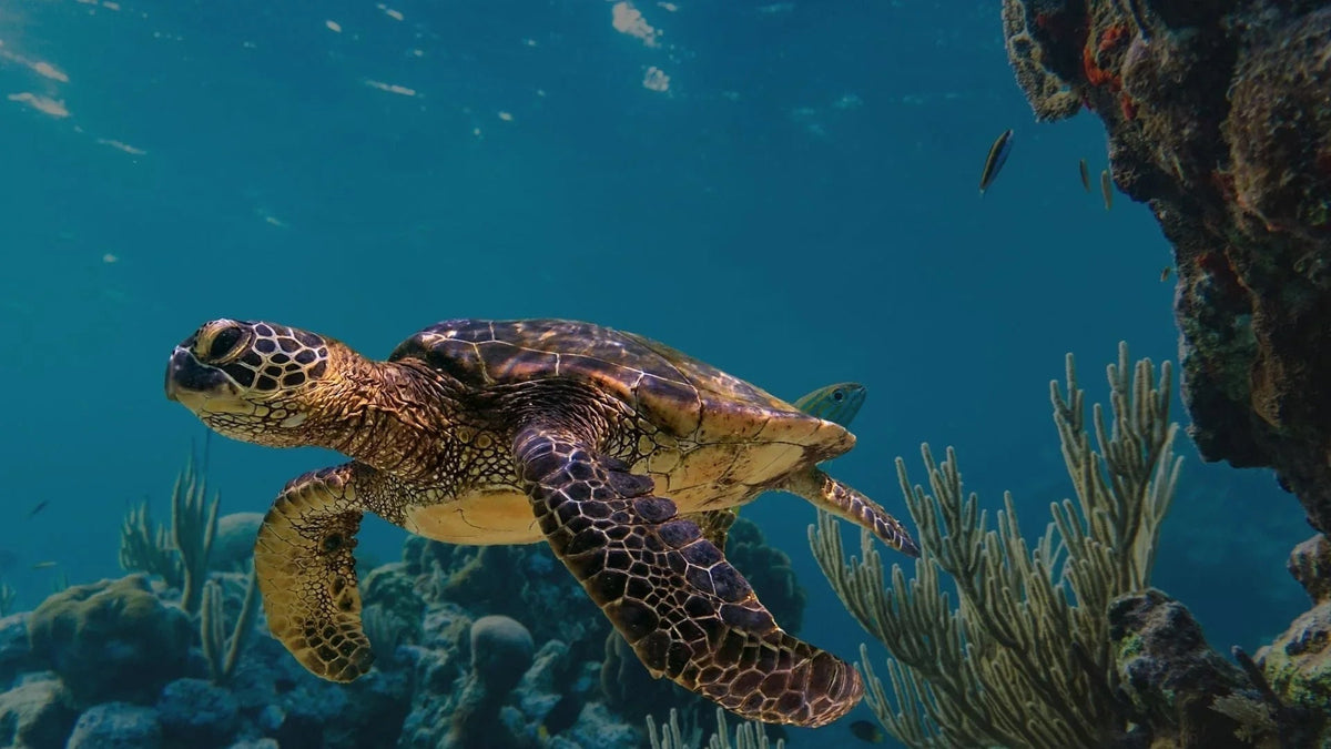 Sea turtle swimming through open ocean water