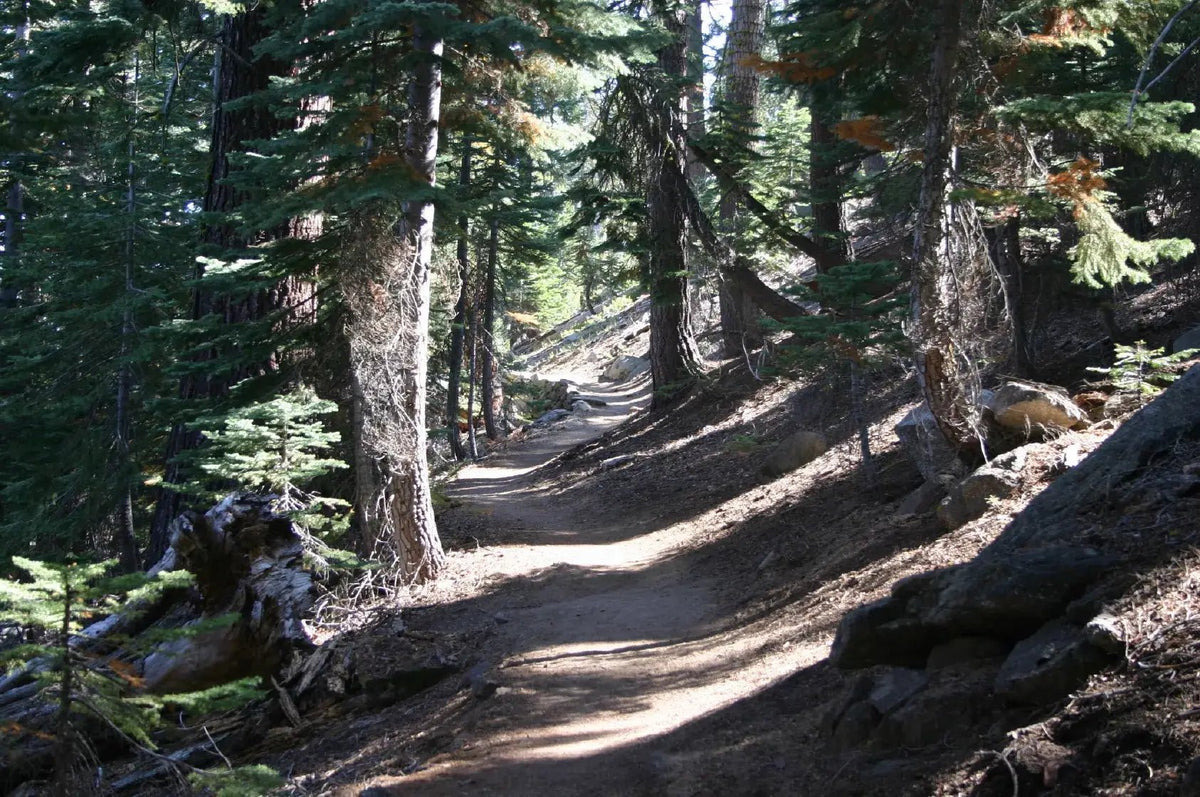 Trail through red fir forest on the way to Sentinel Dome and Taft Point, Yosemite
