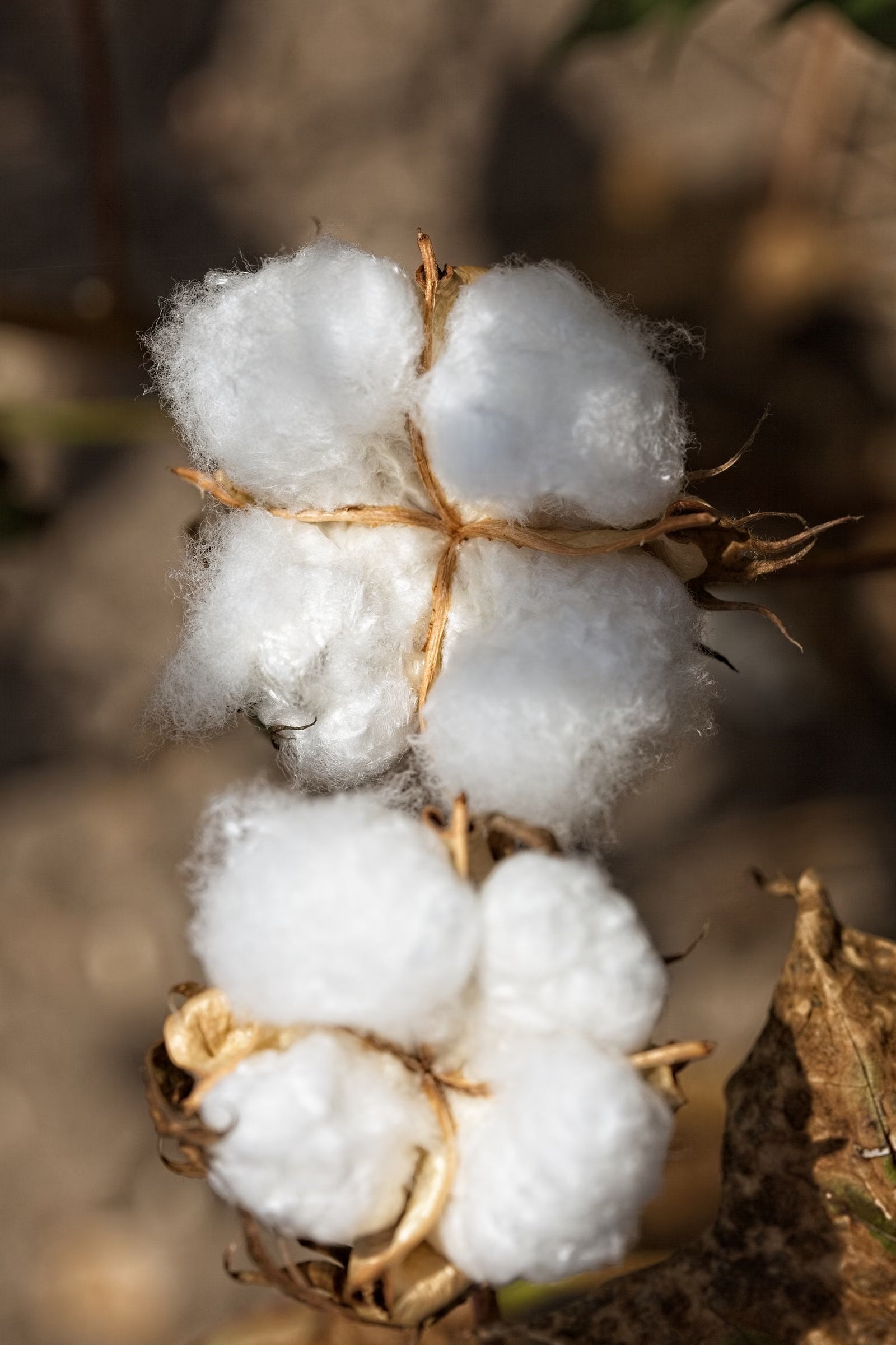 The Cotton That Earns Its Name