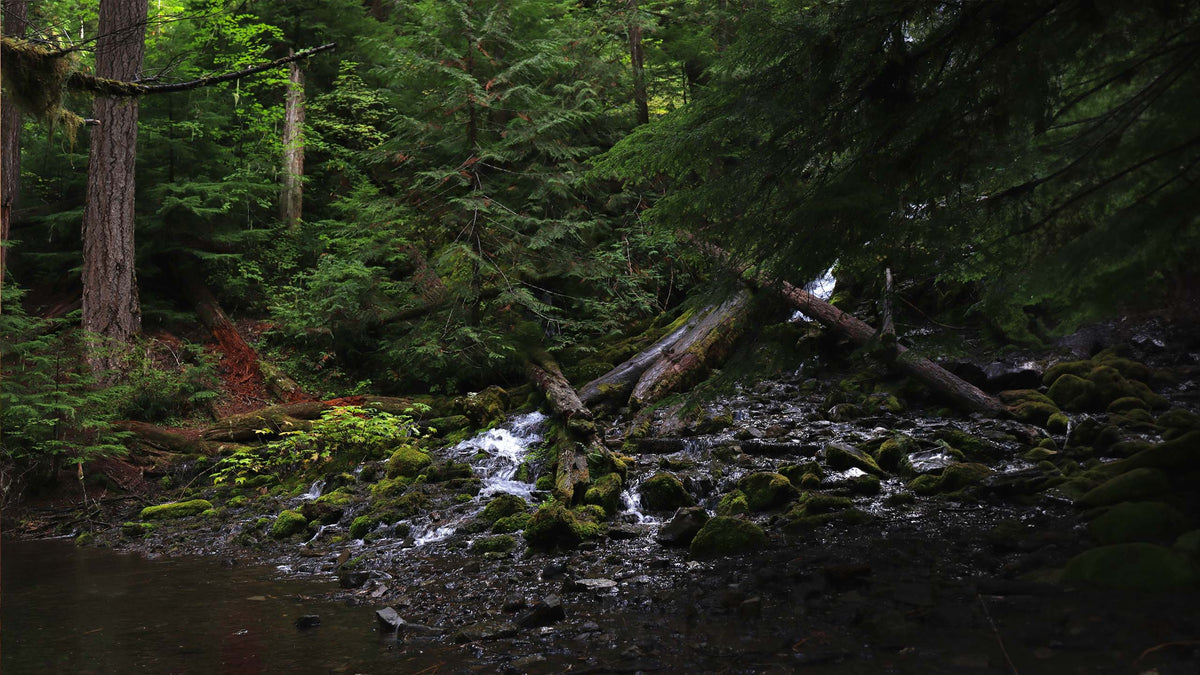 Moss-covered stream running through old-growth Pacific Northwest forest, fallen logs and towering conifers