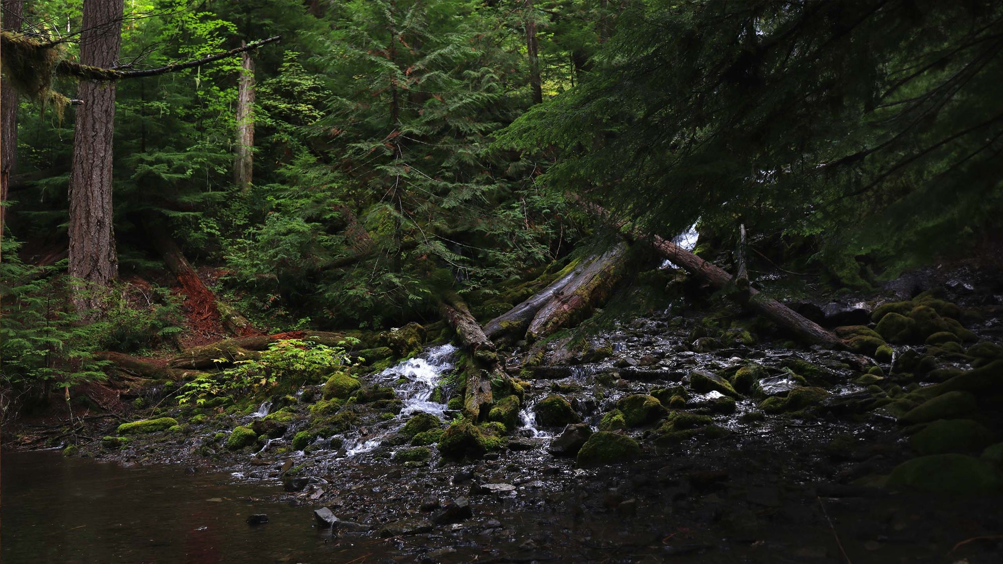 Moss-covered stream running through old-growth Pacific Northwest forest, fallen logs and towering conifers