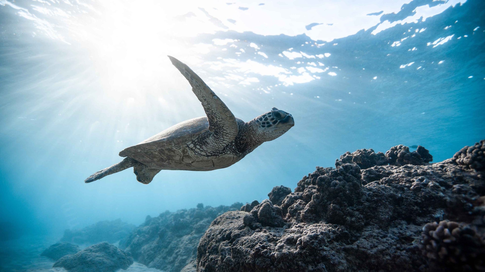 How Plastic Harms Sea Turtles—and How We Can Help