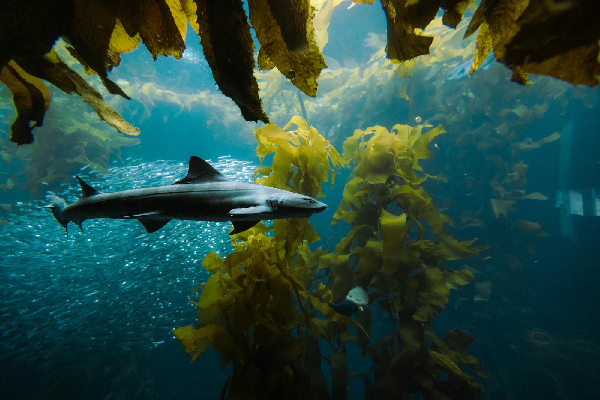 A shark moving through a kelp forest — underwater cathedral of green and gold light