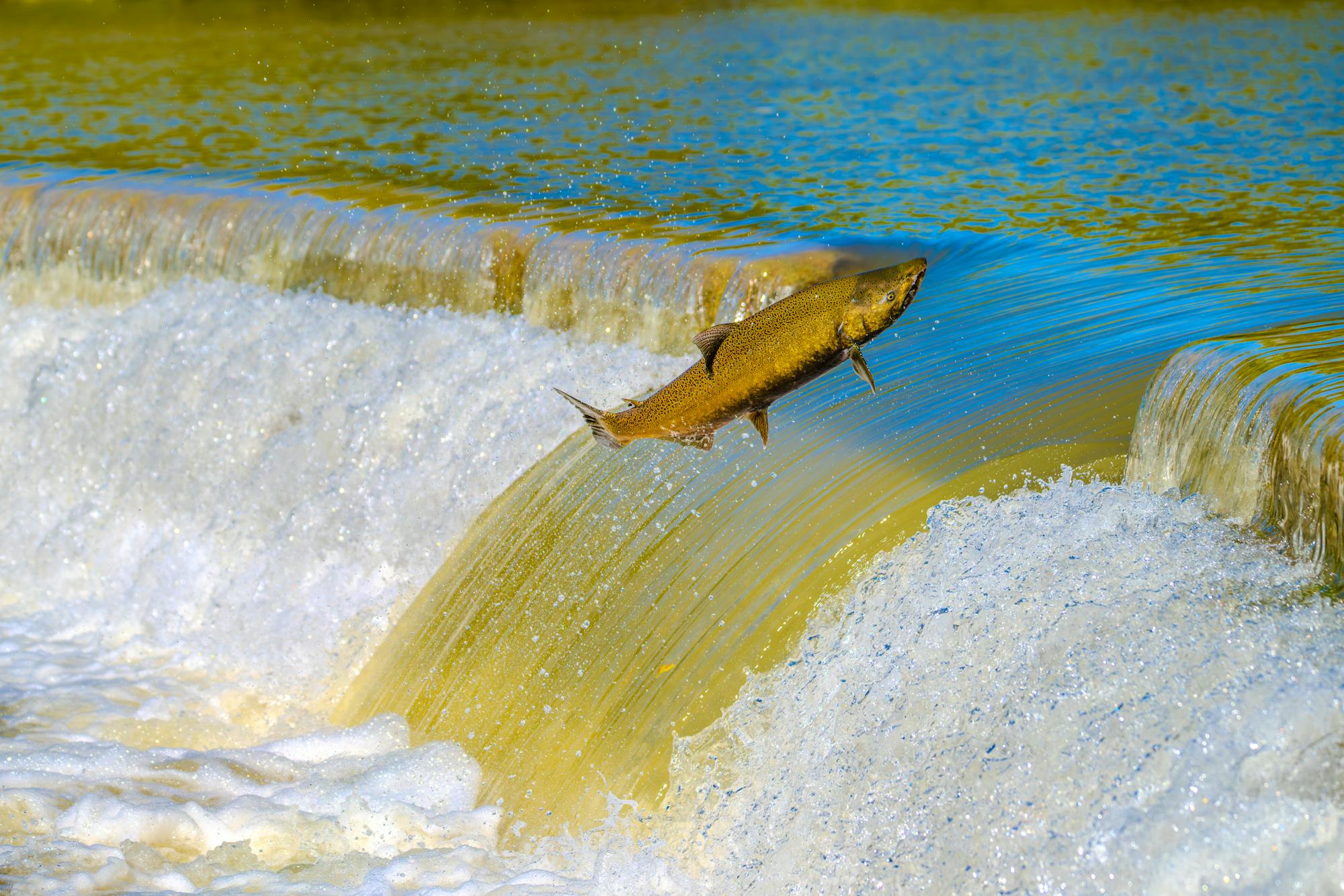 Salmon leaping over a waterfall during the upstream run — LLRULE TERRAIN