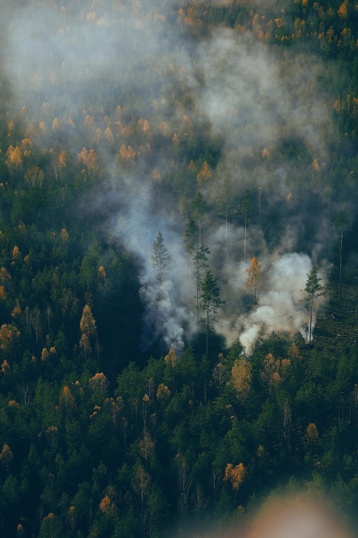 Aerial view of wildfire smoke rising through a forest canopy