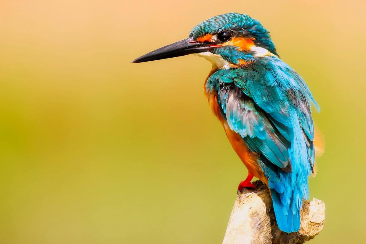 Small bird perched on a branch in soft natural light