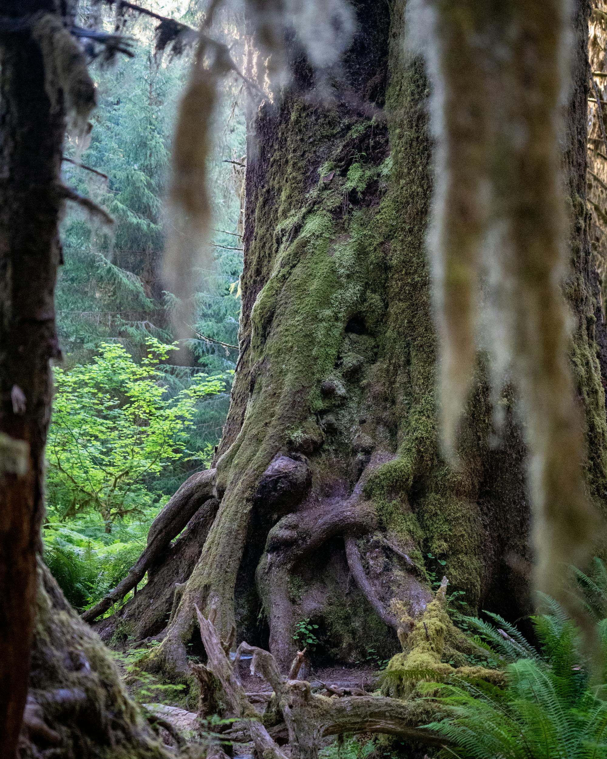 TERRAIN — Ancient moss-covered tree in Hoh Rainforest, Washington